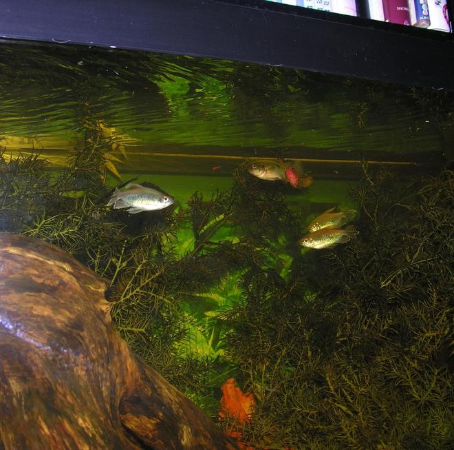 freshwater fish - poecilia latipinna - sailfin molly stocking in 120 gallons tank - feeding time