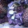 corals inverts - zoanthus sp. - button polyp, pink stocking in 24 gallons tank - pink pallys and candy cane coral