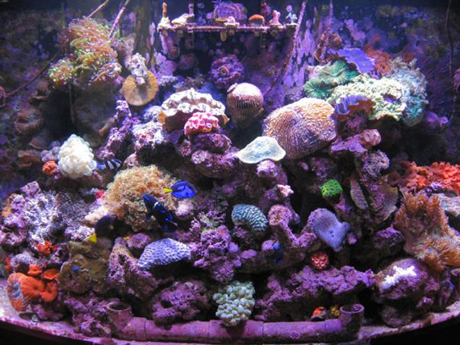 90 gallons reef tank (mostly live coral and fish) - 12-29-2008 Only filter is an algae scrubber