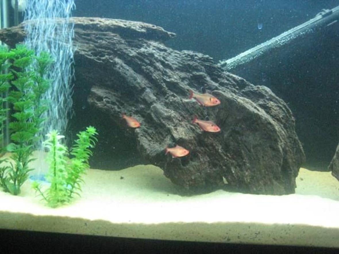 freshwater fish - hyphessobrycon callistus - red minor serpae tetra stocking in 55 gallons tank - Serpae Tetras is the 55 Gal Amazon Biotope