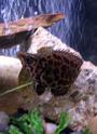 freshwater fish - ctenopoma acutirostre - leopard ctenopoma stocking in 10 gallons tank - Leapord Ctenopoma