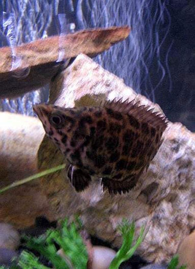 freshwater fish - ctenopoma acutirostre - leopard ctenopoma stocking in 10 gallons tank - Leapord Ctenopoma