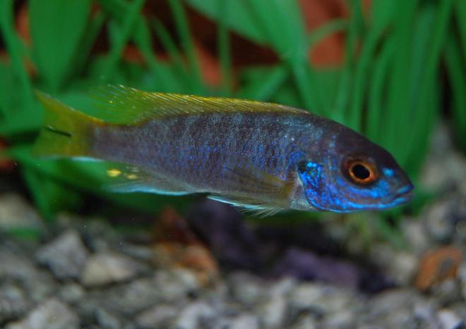 freshwater fish - labidochromis sp. - hongi stocking in 46 gallons tank - Hongi