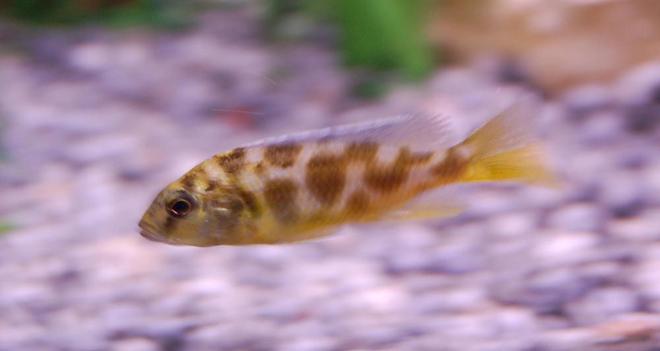freshwater fish - nimbochromis livingstonii - livingstoni stocking in 46 gallons tank - I'm not sure what this guy is...anybody?