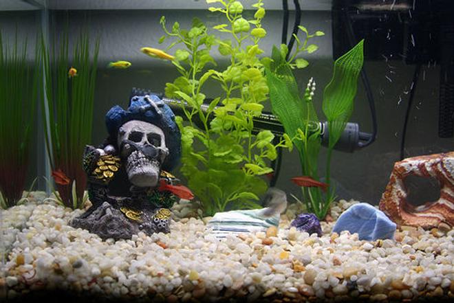 freshwater fish - xiphophorus helleri - swordtail stocking in 10 gallons tank - First tank!