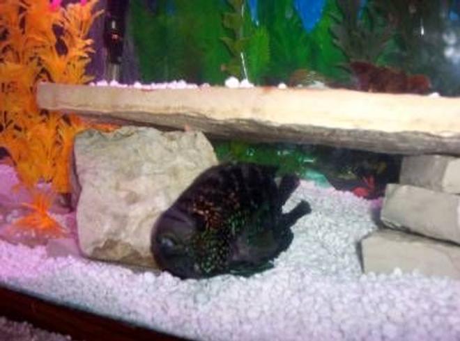 freshwater fish - nandopsis octofasciatum - jack dempsey stocking in 75 gallons tank - "Dumpster" got a eviction notice after eating a smaller chiclid.he now lives in a deluxe 30 gal apartment with a couple of goldfish.