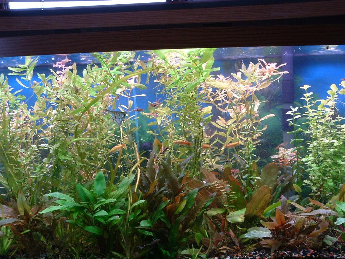 74 gallons planted tank (mostly live plants and fish) - this is a better picture of my tank prior to a much needed trimming 5 weeks after initial planting
