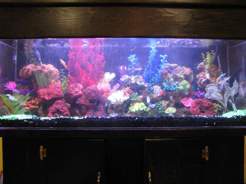 Rated #2103: 60 Gallons Freshwater Fish Tank - i restored this tank from ground zero. this tank looks alot better in person.