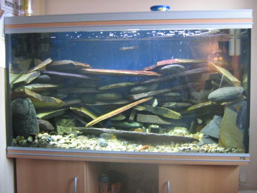 Rated #3321: 92 Gallons Freshwater Fish Tank - Actual slate placed to create caves and hollows for cichilds to hide and explore. . . . . wanted to create quite a harsh / industrial look with lots to explore.. . . . . please comment on how i can improve the tank????