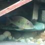 freshwater fish - geophagus dicrozoster - monster fish stocking in 92 gallons tank - Geophagus . . .