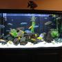 50 gallons freshwater fish tank (mostly fish and non-living decorations) - my 77g with african cichlid