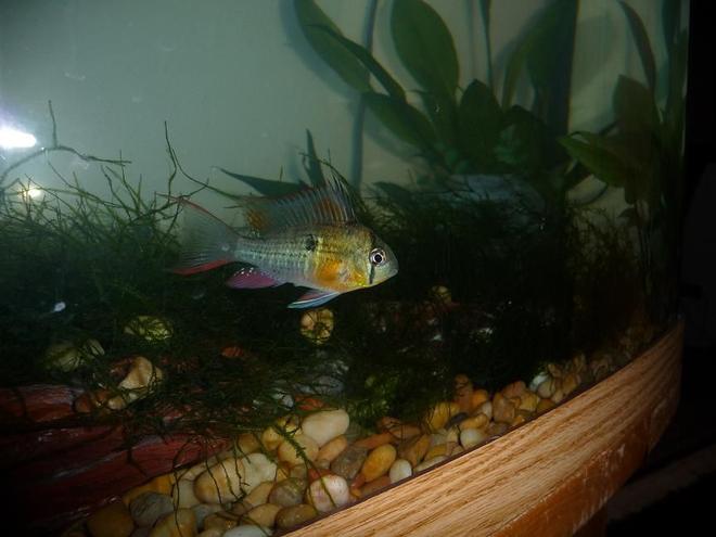 freshwater fish - microgeophagus altispinosa - bolivian ram stocking in 46 gallons tank - one of my bolivian rams