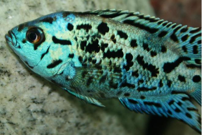 freshwater fish - nandopsis octofasciatum - electric blue jack dempsey stocking in 150 gallons tank - Electric blue jack dempsey