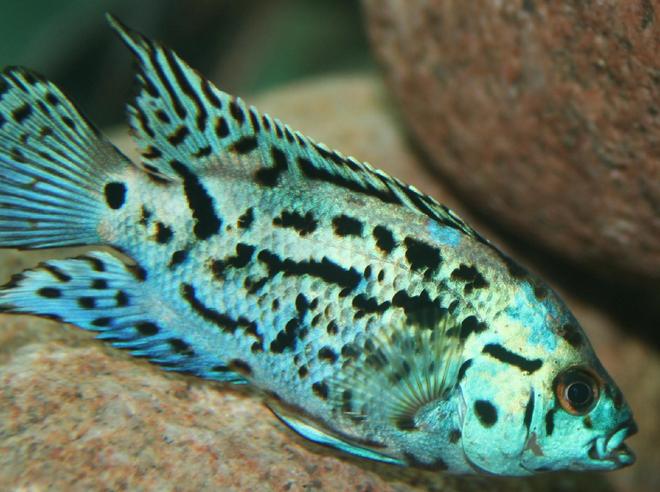 freshwater fish - nandopsis octofasciatum - electric blue jack dempsey stocking in 150 gallons tank - Electric Blue Jack Dempsey