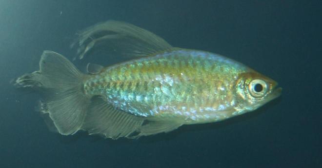 freshwater fish - phenacogrammus interruptus - congo tetra stocking in 150 gallons tank - Congo Tera (Male)