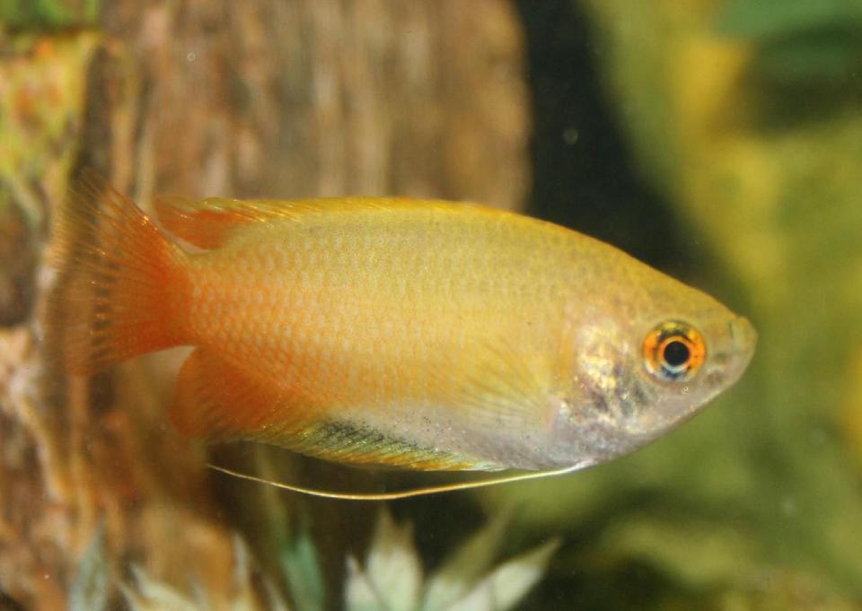 freshwater fish - colisa chuna - honey dwarf gourami stocking in 150 gallons tank - Dwarf Honey Gourami