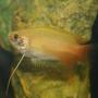 freshwater fish - colisa chuna - honey dwarf gourami stocking in 150 gallons tank - Dwarf Honey Gourami
