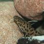 freshwater fish - synodontis petricola - pygmy leopard catfish stocking in 150 gallons tank - Synodontis Petricola
