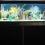 180 gallons saltwater fish tank (mostly fish, little/no live coral) - 180g Fish Only
