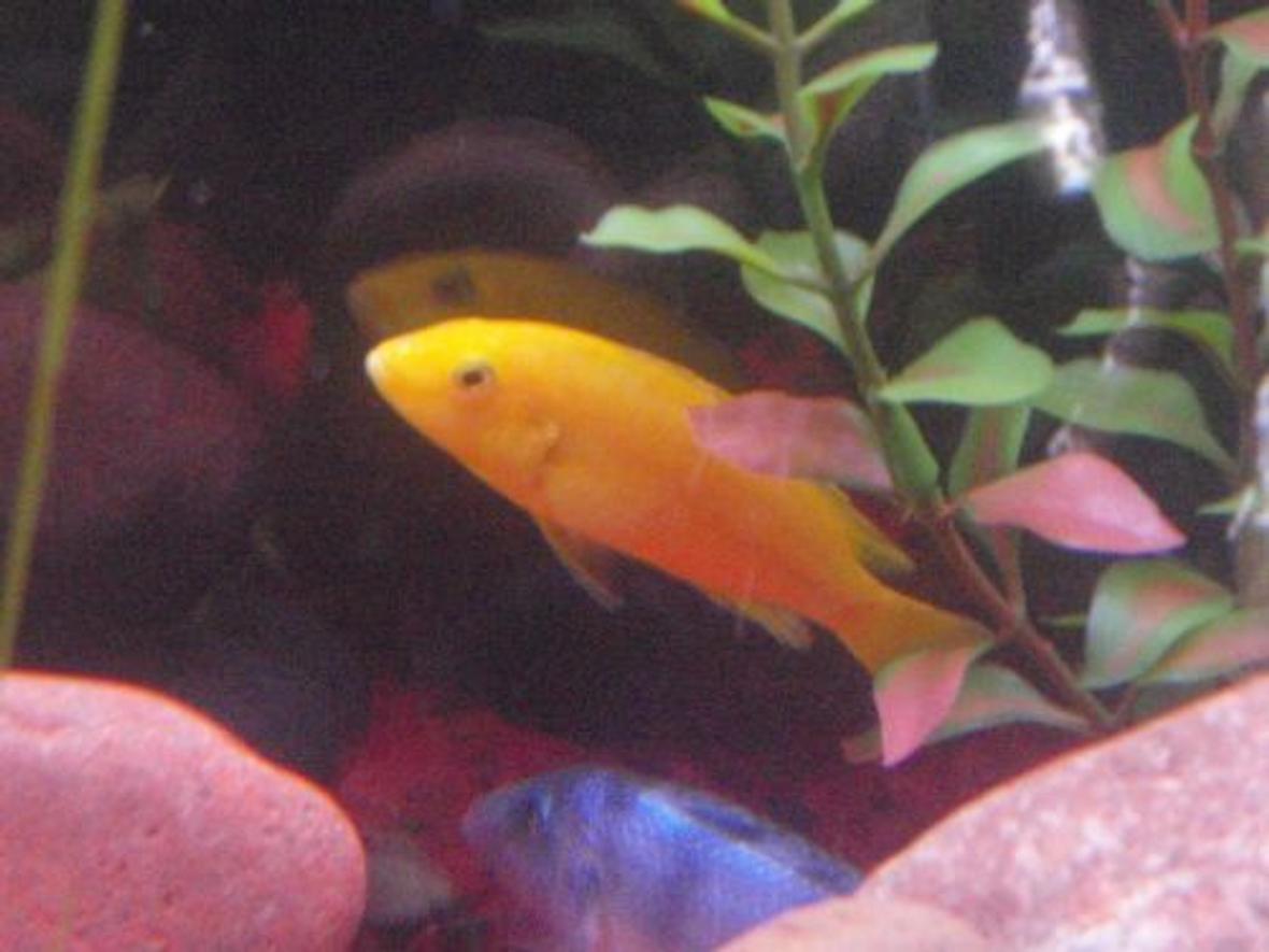 freshwater fish - labidochromis caeruleus - electric yellow cichlid stocking in 29 gallons tank - Electric Yellow