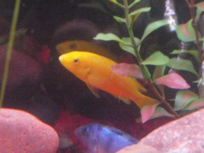 freshwater fish - labidochromis caeruleus - electric yellow cichlid stocking in 29 gallons tank - Electric Yellow