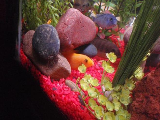 freshwater fish - pseudotropheus estherae - red zebra cichlid stocking in 29 gallons tank - Red Zebra