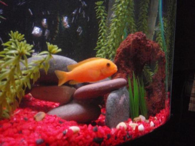 freshwater fish - pseudotropheus estherae - red zebra cichlid stocking in 29 gallons tank - Red Zebra