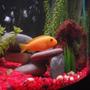 freshwater fish - pseudotropheus estherae - red zebra cichlid stocking in 29 gallons tank - Red Zebra