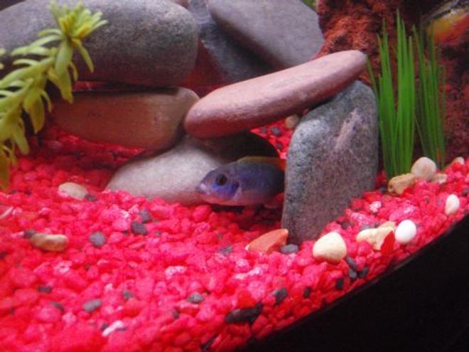 freshwater fish - pseudotropheus acei - acei cichlid stocking in 29 gallons tank - Yellow Tail Acei