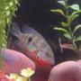 freshwater fish - thorichthys meeki - firemouth cichlid stocking in 29 gallons tank - firebelly