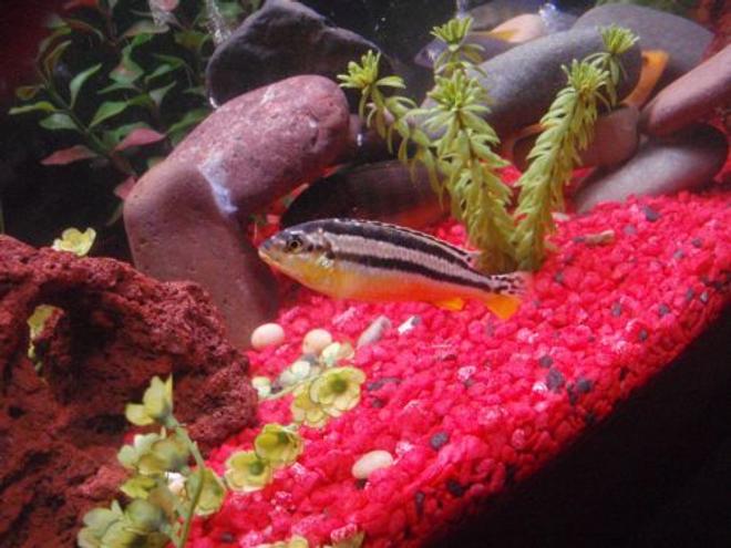 freshwater fish - melanochromis auratus - auratus cichlid stocking in 29 gallons tank - Malawi golden