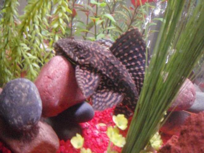 freshwater fish - glyptoperichthys gibbiceps - sailfin pleco (l-83) stocking in 29 gallons tank - pelco