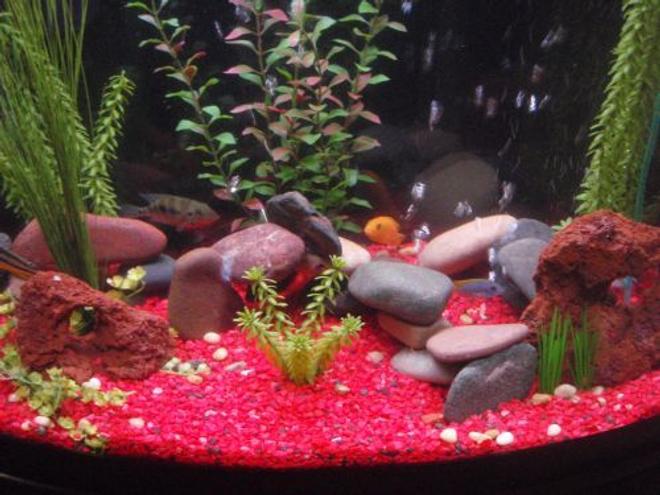 freshwater fish - pseudotropheus estherae - red zebra cichlid stocking in 29 gallons tank - 29g bow
