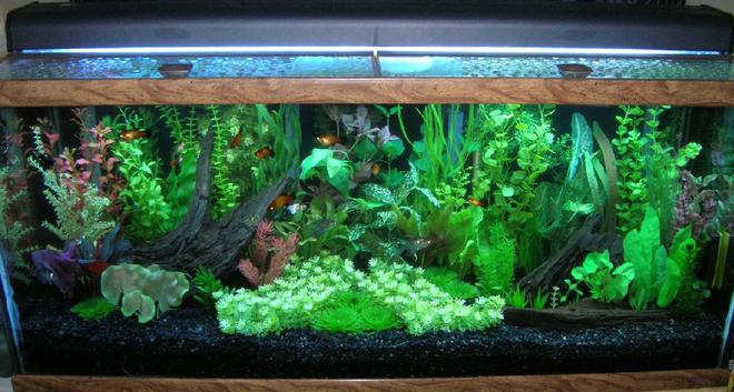 75 gallons freshwater fish tank (mostly fish and non-living decorations) - Ended up retaking this picture to make it clearer