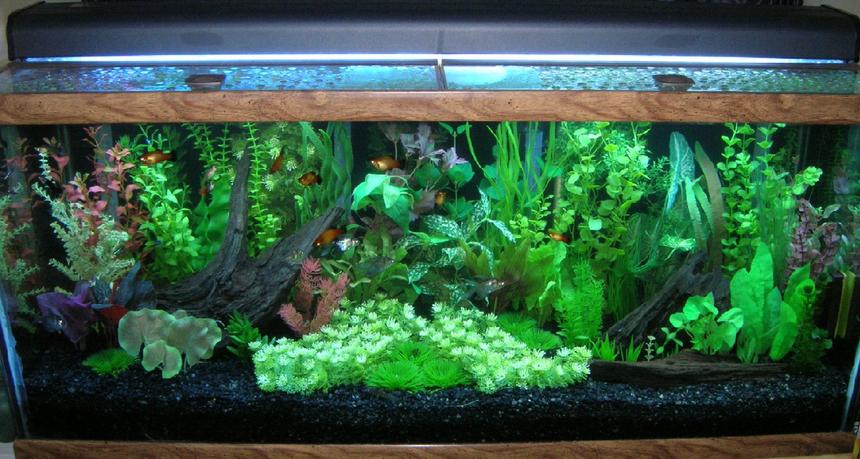Rated #1005: 75 Gallons Freshwater Fish Tank - Ended up retaking this picture to make it clearer