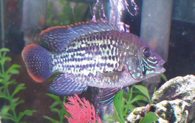 freshwater fish - aequidens rivulatus - green terror stocking in 90 gallons tank - Green Terror aka  Yellow Fin      Cruising around in all his finery,  yellow Fin takes a moment to  make sure all is clear