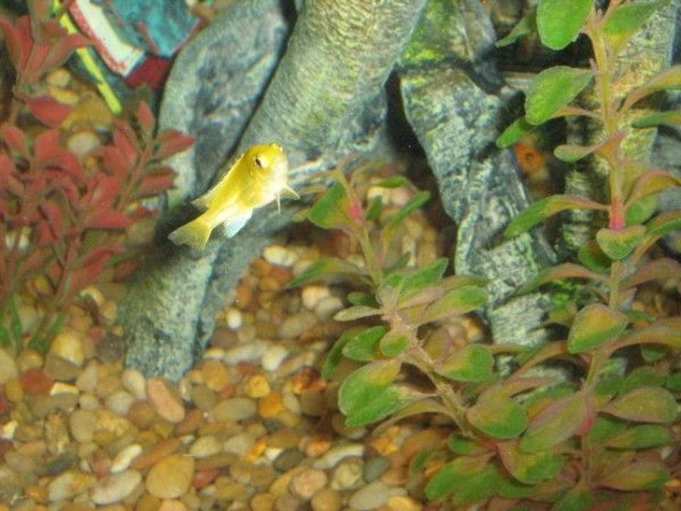 freshwater fish - labidochromis caeruleus - electric yellow cichlid stocking in 75 gallons tank - Yellow Labs