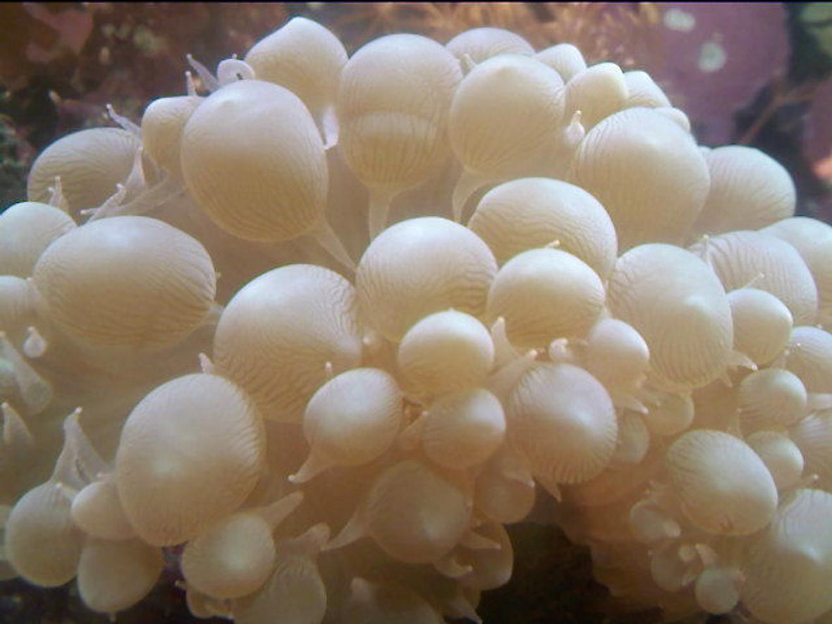 corals inverts - plerogyra sinuosa - bubble coral stocking in 10 gallons tank - close up of bubble coral