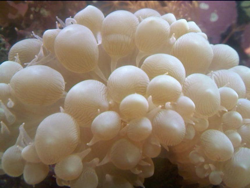 Rated #44: Corals Inverts - Plerogyra Sinuosa - Bubble Coral Stocking In 10 Gallons Tank - close up of bubble coral
