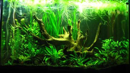 110 gallons planted tank (mostly live plants and fish) - 10mo up and running.  Had a horrible time with my fish dying then an algae problem.  basically gave up and shut everything down to realize that it does much better without me doing anything.  So here it is after about 2 months of me not messing with it.