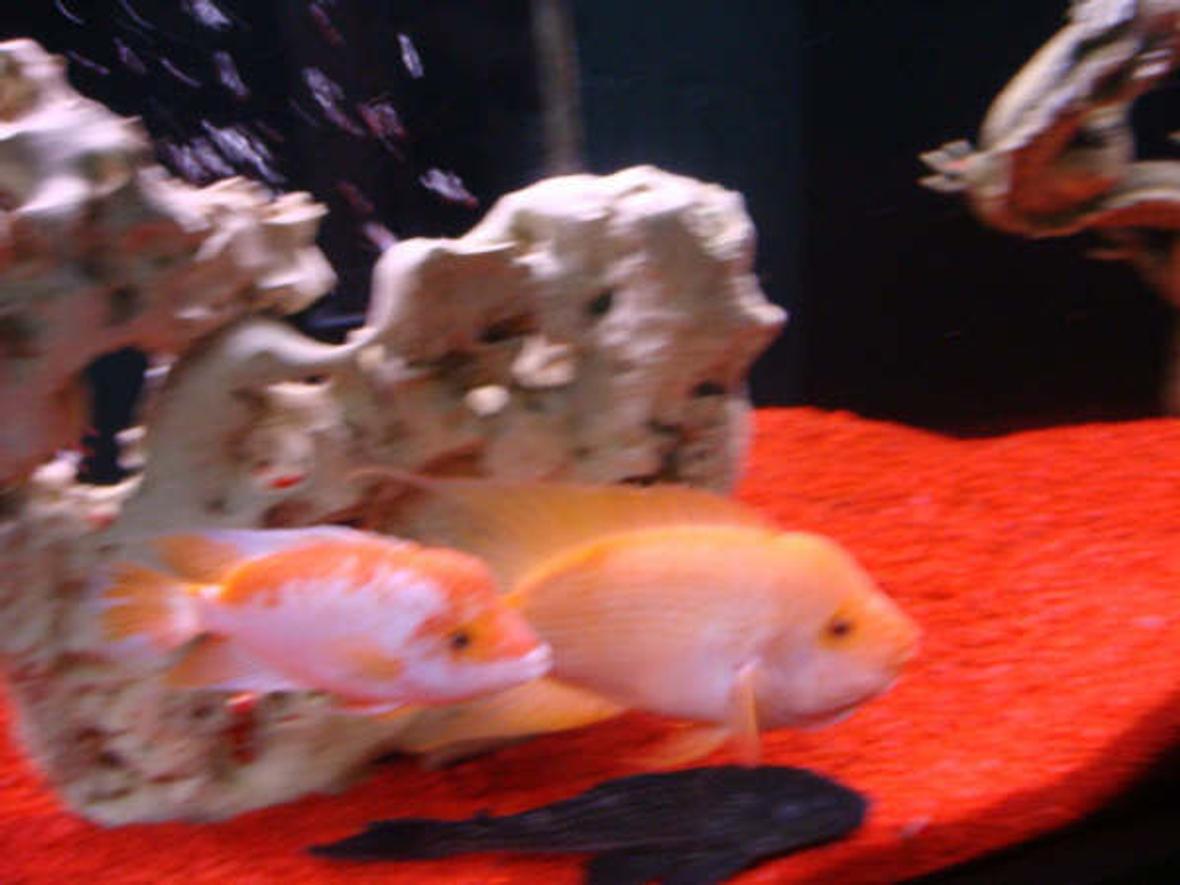 freshwater fish - amphilophus citrinellus - midas cichlid - freshwater