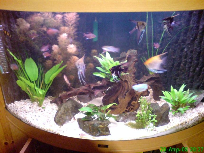 Rated #1794: 50 Gallons Freshwater Fish Tank - trigon