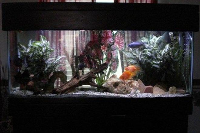 55 gallons freshwater fish tank (mostly fish and non-living decorations) - My tank