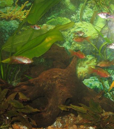 freshwater fish - puntius conchonius - rosy barb stocking in 75 gallons tank - Peacock Gobi, Rosey Barb, Cherry Barb, Harlequin Rasboras
