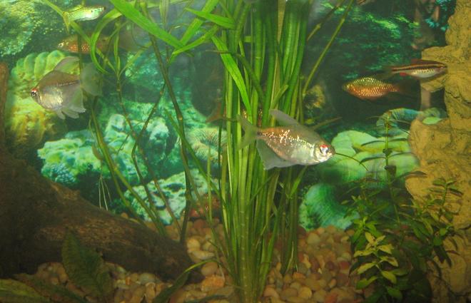 freshwater fish - moenkhausia pittieri - diamond tetra stocking in 75 gallons tank - Diamond Tetras, Guppy, Rosey Barb, Cherry Barb