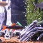 freshwater fish - epalzeorhynchos frenatus - rainbow shark stocking in 55 gallons tank - yea
