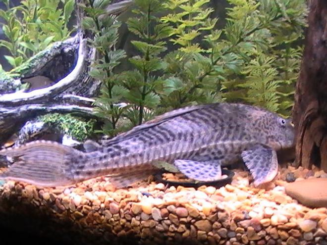 freshwater fish - glyptoperichthys gibbiceps - sailfin pleco (l-83) stocking in 55 gallons tank - coming soon