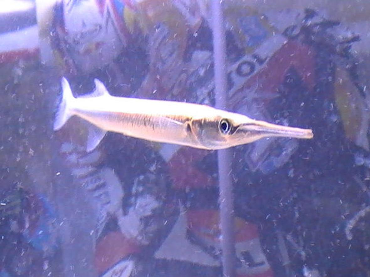 freshwater fish - xenentodon cancila - needle nose gar stocking in 55 gallons tank - coming soon