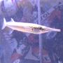 freshwater fish - xenentodon cancila - needle nose gar stocking in 55 gallons tank - coming soon