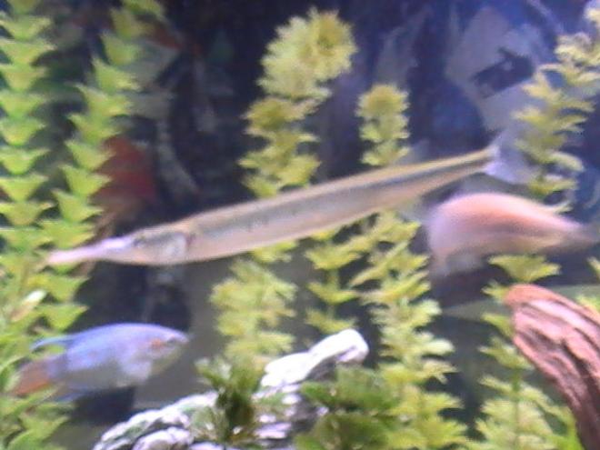 freshwater fish - xenentodon cancila - needle nose gar stocking in 55 gallons tank - coming soon